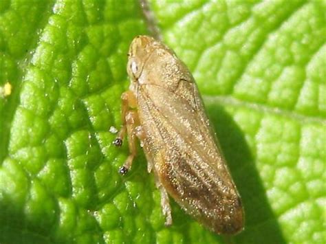 Light Brown Hopper Philaenus Spumarius Bugguide Net