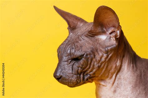 Cat Of Breed Sphinx Naked Cat A Kitten Without Wool Yellow Background Stock Photo Adobe Stock