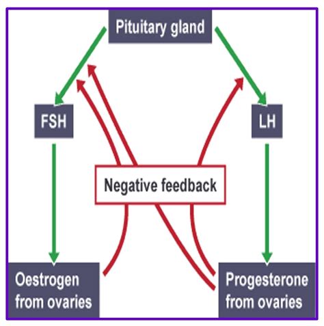 Menstrual Cycle Feedback Mechanism