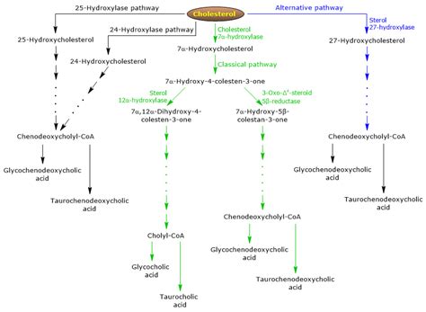 Bile Salts Tuscany Diet