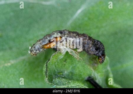 Mosca Taqu Nida Tachinidae Sp Parasitoides De Otros Insectos Las