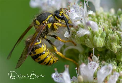 Bald Faced Hornet Vs Yellow Jacket Vs Yellow Jacket A Battle Of Stingers Explained Whats