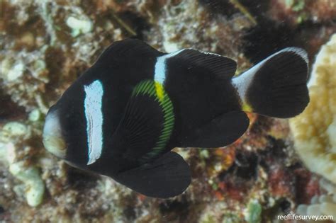 Amphiprion Mccullochi McCullochs Anemonefish Reef Life Survey