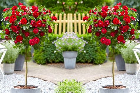 Flowering Patio Rose Trees Patio Ideas