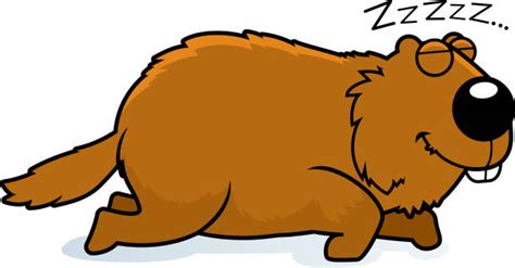 Groundhog Sleeping Illustrations Royalty Free Vector Graphics And Clip