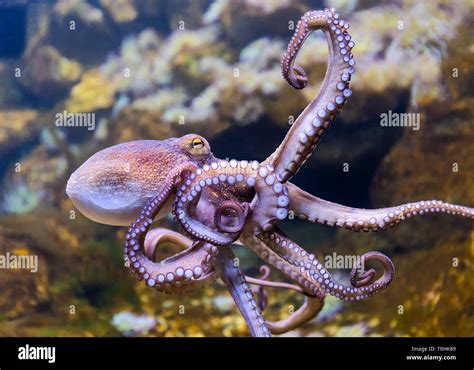 Close-up view of a Common Octopus (Octopus vulgaris Stock Photo - Alamy