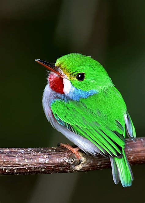 15 Of The Most Beautiful Birds In The World Pictures Videos