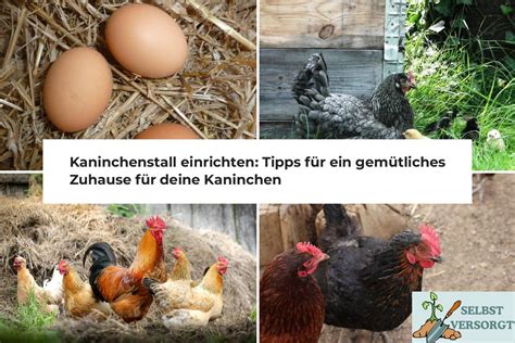 Kaninchenstall einrichten Tipps für ein gemütliches Zuhause für deine