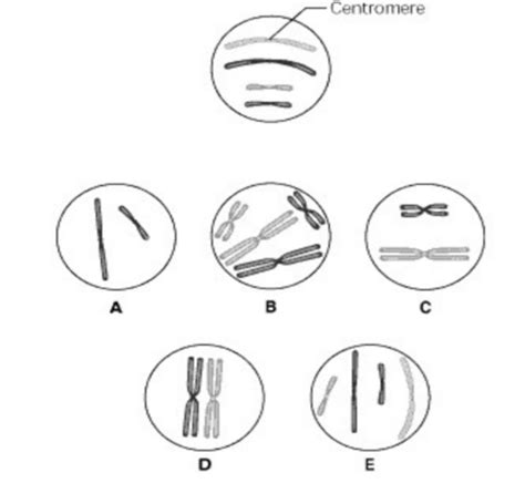 Bio Exam 3 Flashcards Quizlet