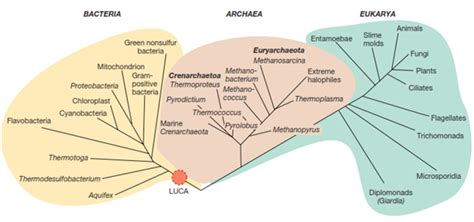 Biology Education Mengenal Keanekaragaman Makhluk Hidup