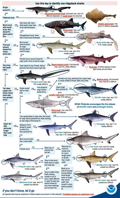 The Complete Guide To Shark Fishing Regulations In Florida