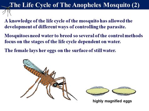 3.5 Communicable Disease - Protist Example (Plasmodium & Malaria ...