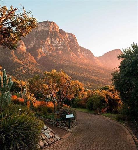 Kirstenbosch N Rodn Botanick Z Hrada Kapske Mesto Afrika Botanical