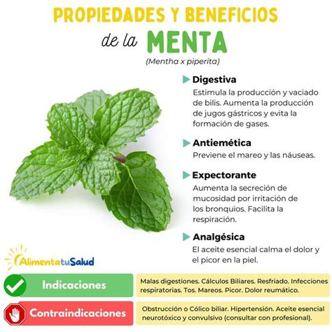 Propiedades Y Beneficios De La Menta En 2024 Plantas De Menta Menta Propiedades Hierbas