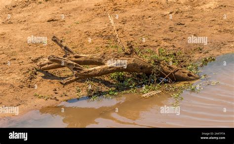 A crocodile lies in ambush camouflaged with water grass next to a fallen log in the Luvuvhu ...