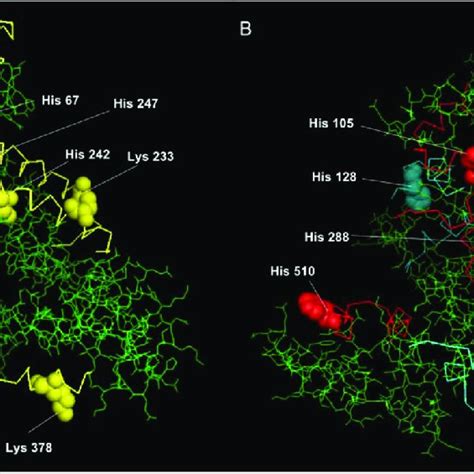 3d Structure Of Hsa Pdb1ao6 Depicting Hne Modified Peptides