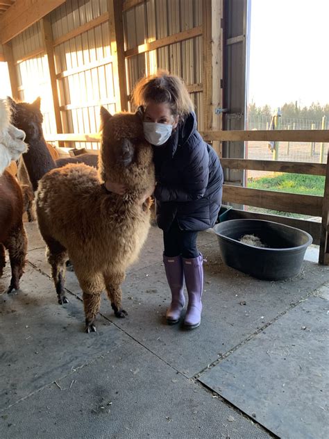 What to Know About Alpaca Shearing