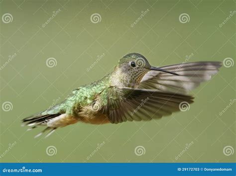 Broad Tailed Hummingbird Female Stock Image Image Of Flying
