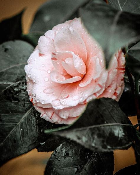 Premium Photo A Pink Rose With Water Droplets On It