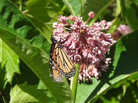 Monarch On Milkweed Half Day Forest Preserve Lake County  Brian Plunkett Flickr