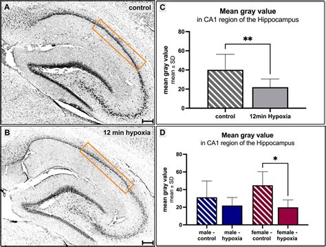 Frontiers Innovative In Vivo Rat Model For Global Cerebral Hypoxia A