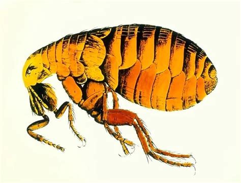 Drawing of a flea by Robert Hooke Our beautiful Wall Art and Photo Gifts include Framed Prints ...