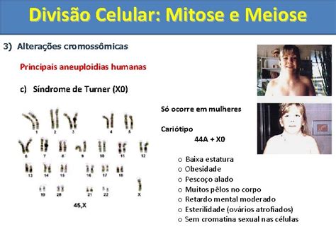 Diviso Celular Mitose E Meiose Aula Programada Biologia