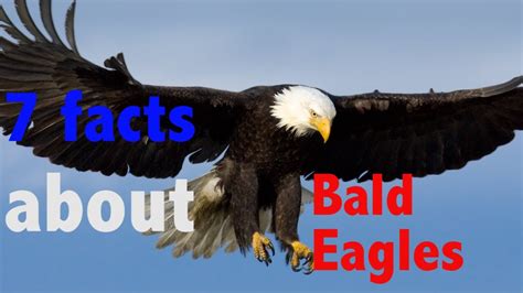 7 Facts About Bald Eagles Youtube