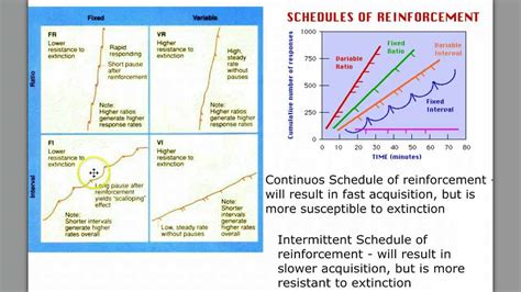 Four Reinforcement Schedules And Examples