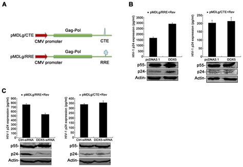 Ddx5 Modulates Revrre But Not Cte Dependent Reporter Gene Expression