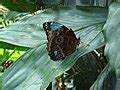 Category Lepidoptera At Niagara Parks Butterfly Conservatory