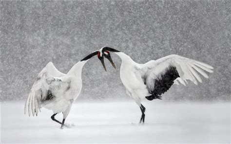 Fonds d écran Deux grues oiseau danse neige hiver 1920x1200 HD image