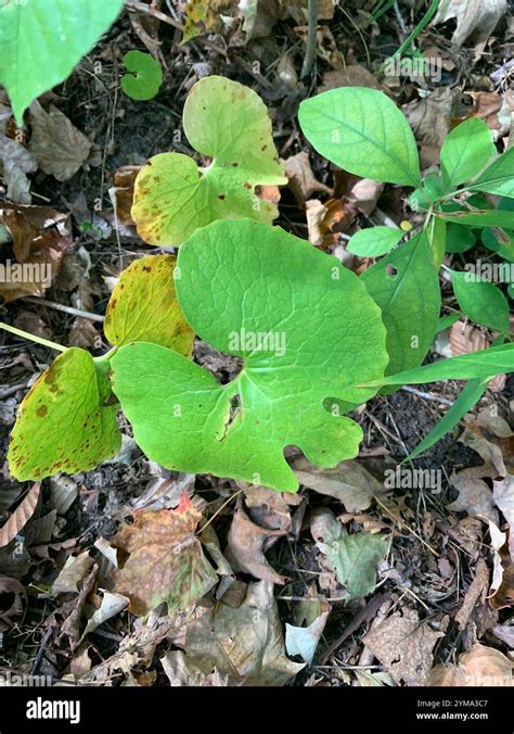Bloodroot Sanguinaria Canadensis Stock Photo Alamy