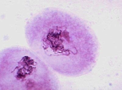 MEIOSIS - BIOLOGY4ISC