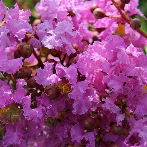 Lilas des Indes Souvenir d Hubert Puard Lagerstroemia indica à