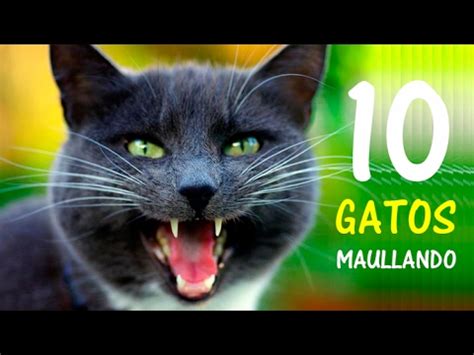 Gatos Maullando Mucho Y Fuerte Para Molestar A Tu Gato O Perro Hd