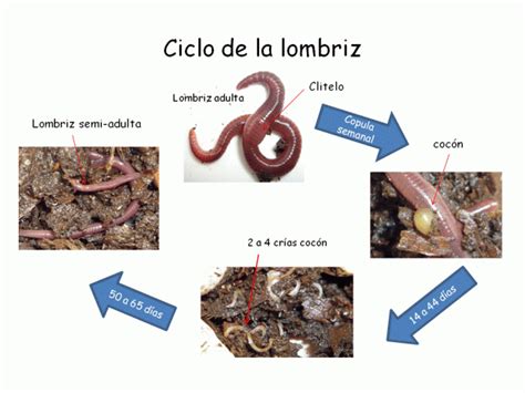 Cómo instalar un criadero de lombrices rojas californianas