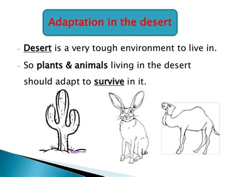 Desert adaptations