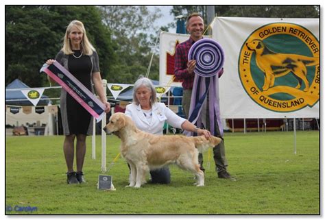 Enya Dobro Golden Retrievers