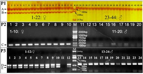 Ijms Free Full Text Molecular Method For Sex Identification Of Half Smooth Tongue Sole