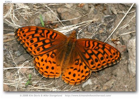 Speyeria Hesperis Nausicaa Live Adults Page