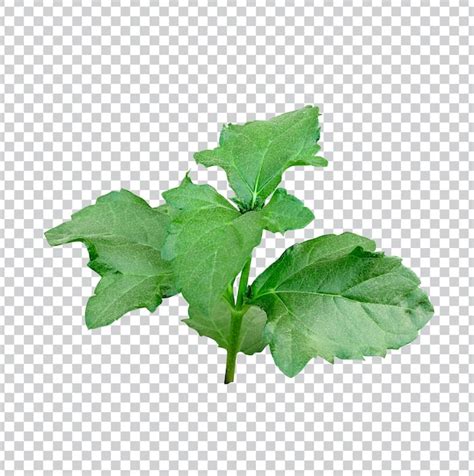 Hoja Rbol Rama Png Flor Rosa Verde Naturaleza Planta Follaje Eco