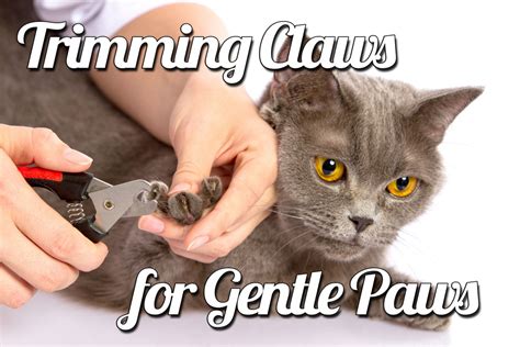 Trimming Claws For Gentle Paws Feline Behavior Solutions Cat