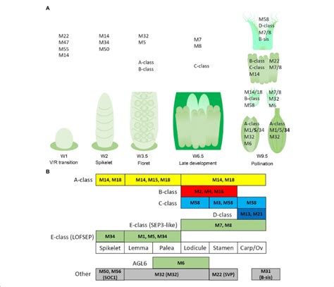 Potential Regulatory Networks Of Mikcc Mads Box Genes In Barley