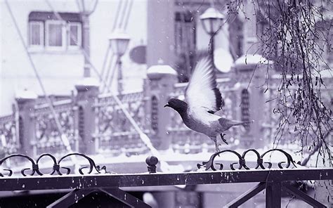 Masaüstü Tek renkli Kanatlar kar Fotoğraf uçan çit Bahar kuş