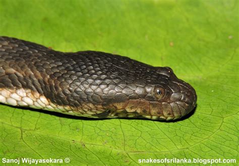 Dog Faced Water Snakeකුණුදිය කලුවා Cerberus Rynchops Schneider 1799