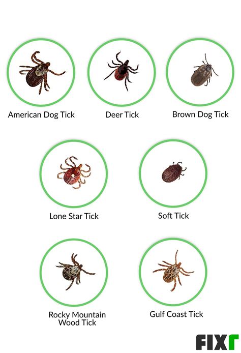 Tick Infestation Before And After