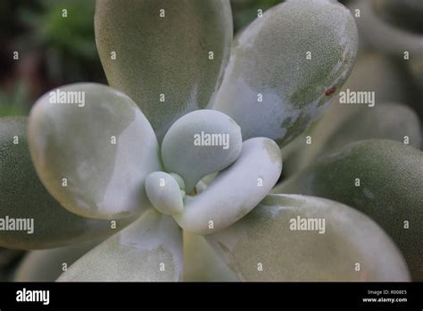 Moonstone Pachyphytum Oviferum Cultivated Ornamental Cactus And