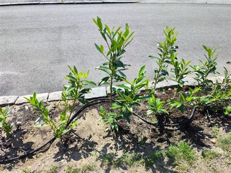 Cherry laurel pruning : r/gardening