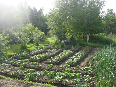 Sheila's garden in Newfoundland and Labrador, Day 2 - FineGardening